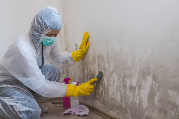 Best Basement Mold Removal  in Parksdale, CA