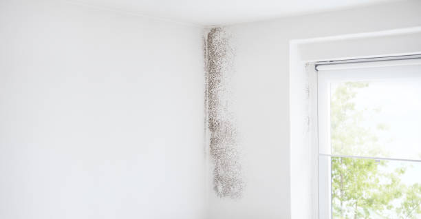 Best HVAC Mold Inspection and Cleaning  in Parksdale, CA