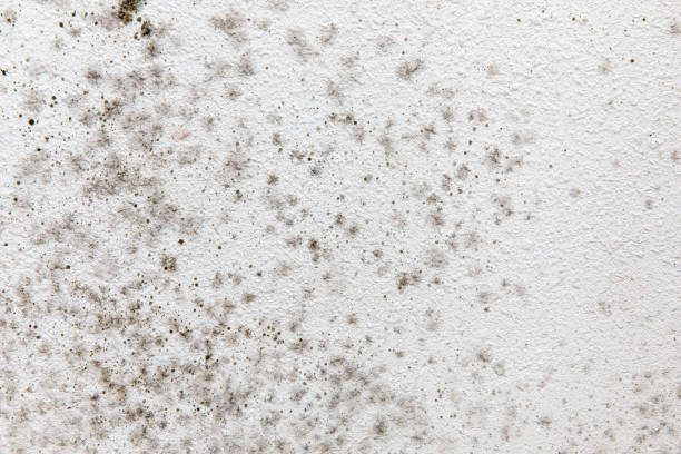 Parksdale, CA Mold Removal Company