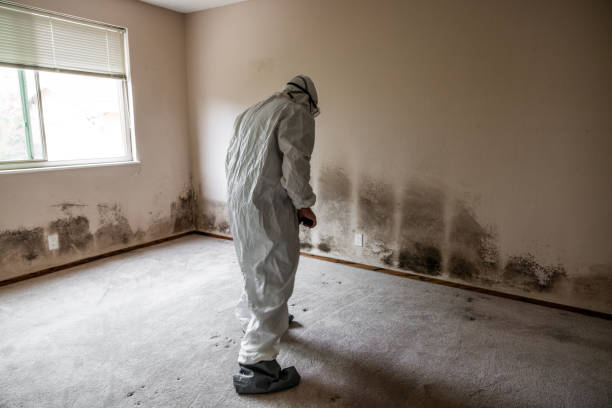 Best Environmental Consulting for Mold Prevention  in Parksdale, CA