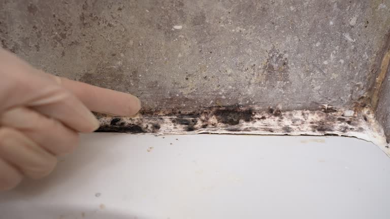 Forensic Mold Investigation in Parksdale, CA